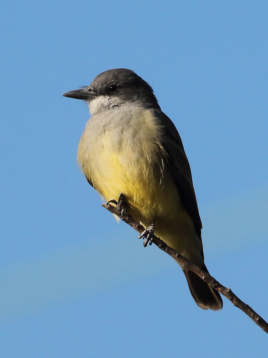 Cassin's Kingbird - ML626221221