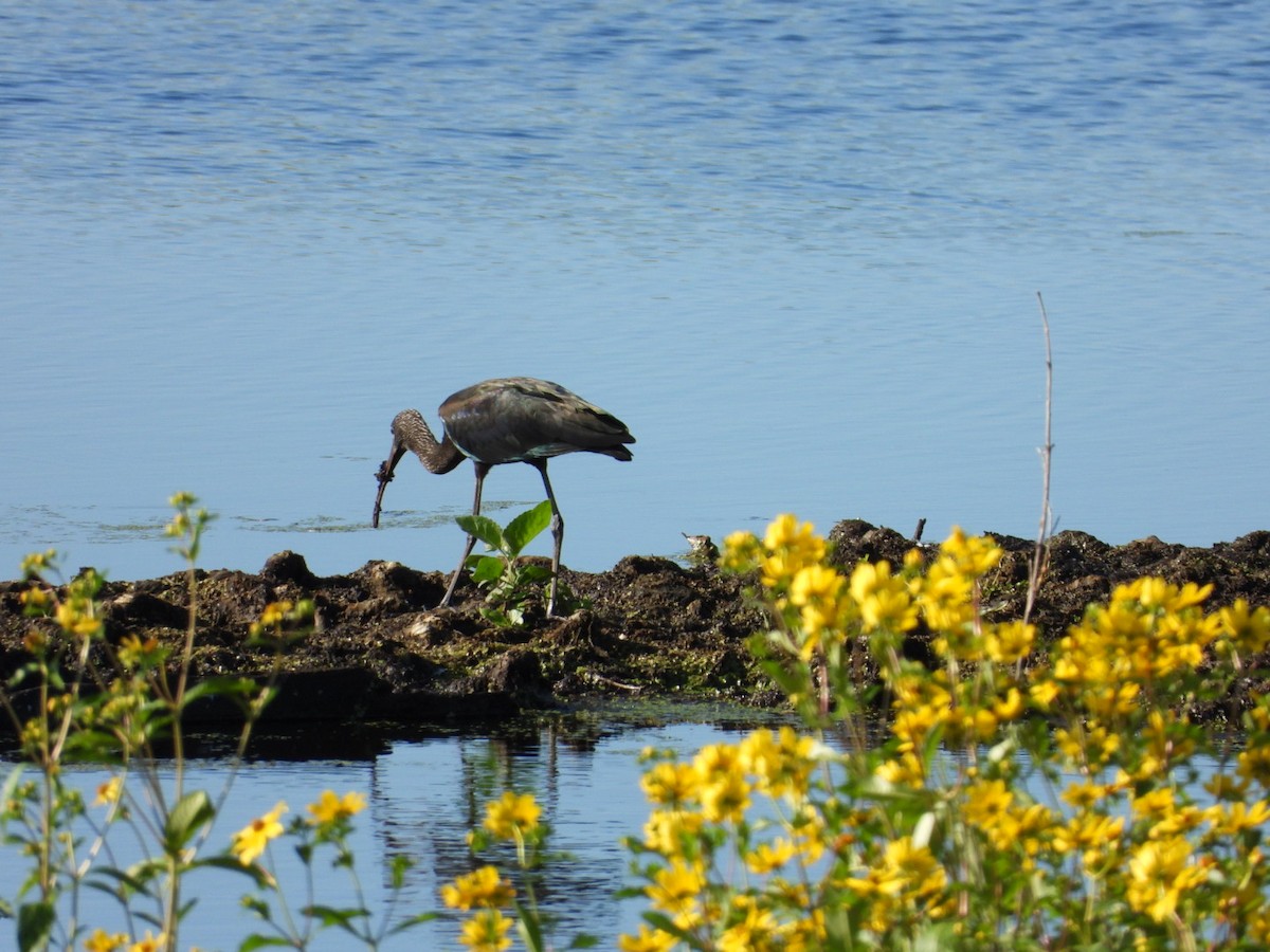 Glossy Ibis - ML626221466