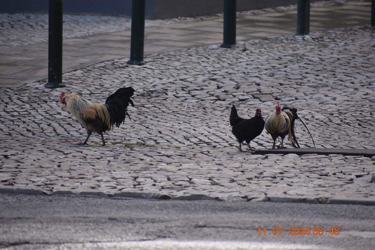 Red Junglefowl - ML626221488