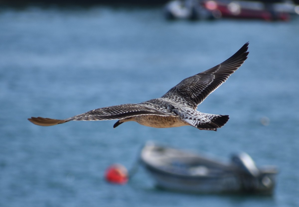 Lesser Black-backed Gull - ML626221498