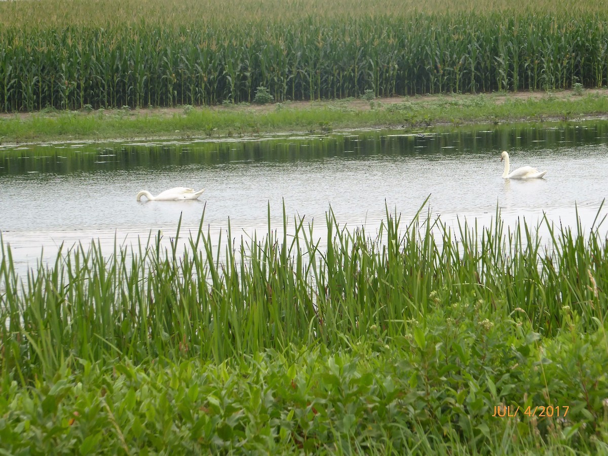 Mute Swan - ML62622151