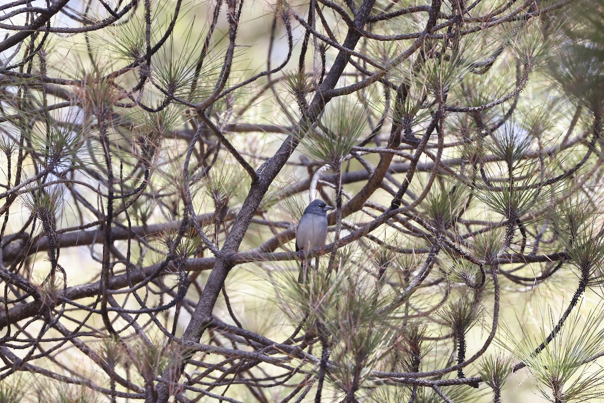 Gran Canaria Blue Chaffinch - ML626221518