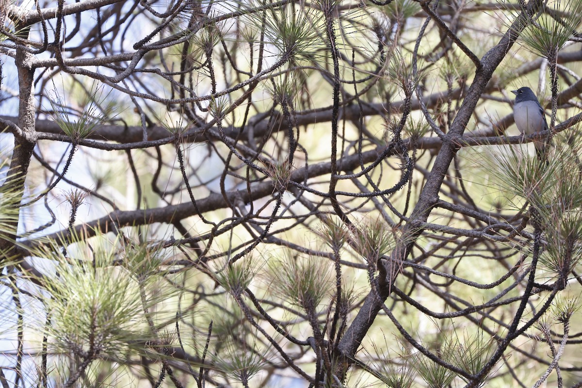 Gran Canaria Blue Chaffinch - ML626221526