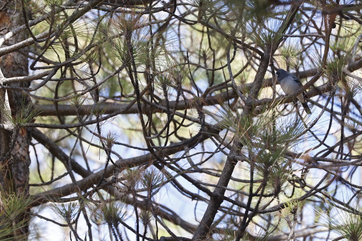 Gran Canaria Blue Chaffinch - ML626221532