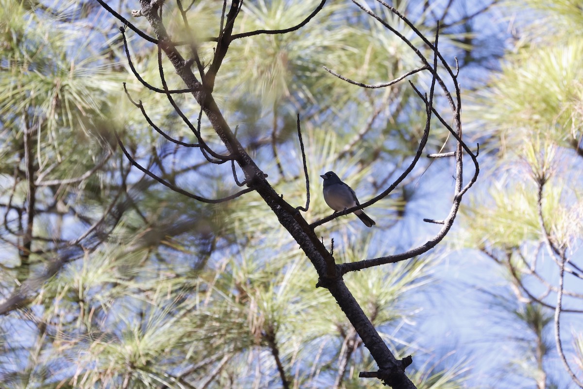 Gran Canaria Blue Chaffinch - ML626221541