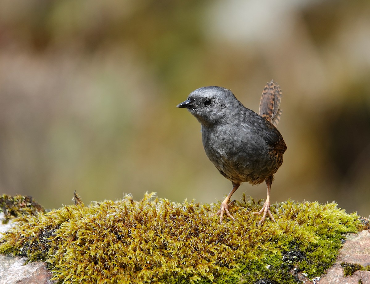 Jalca Tapaculo - ML626221542