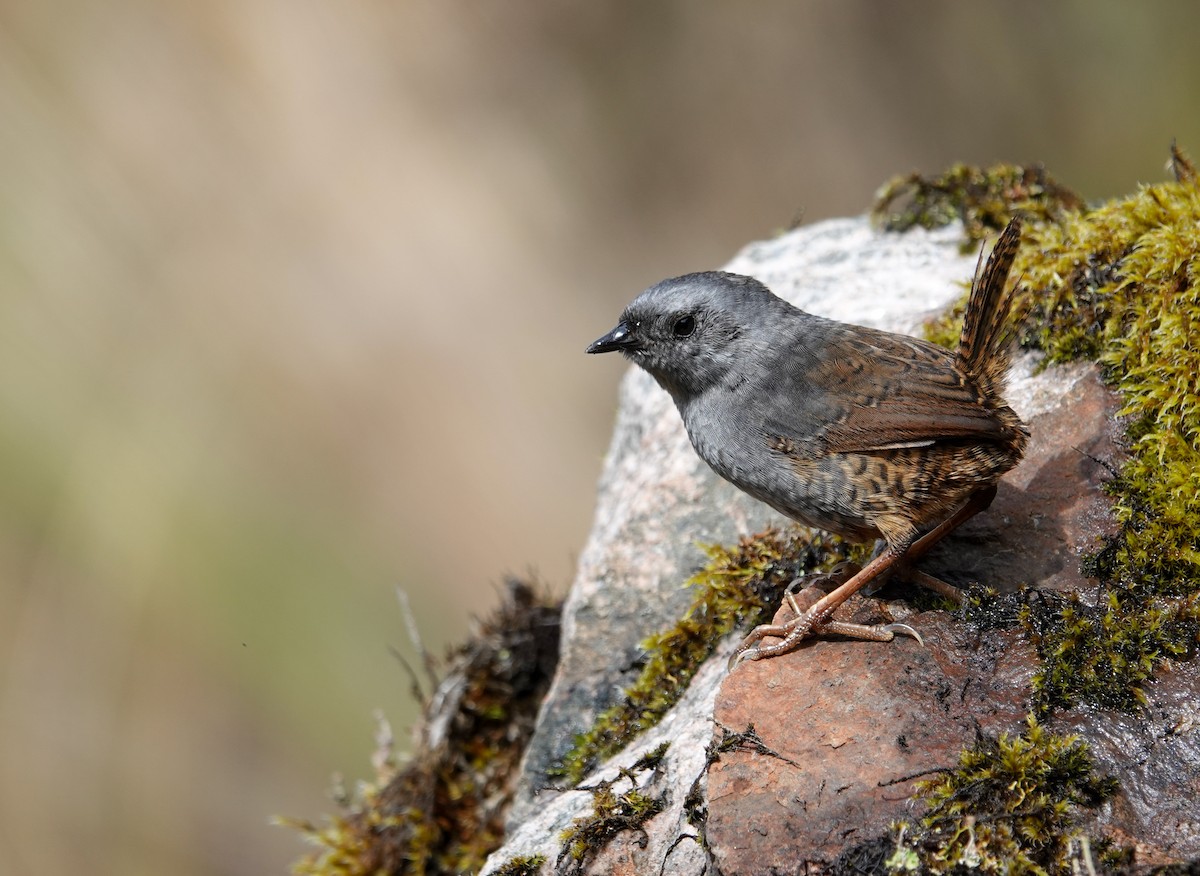 Jalca Tapaculo - ML626221543