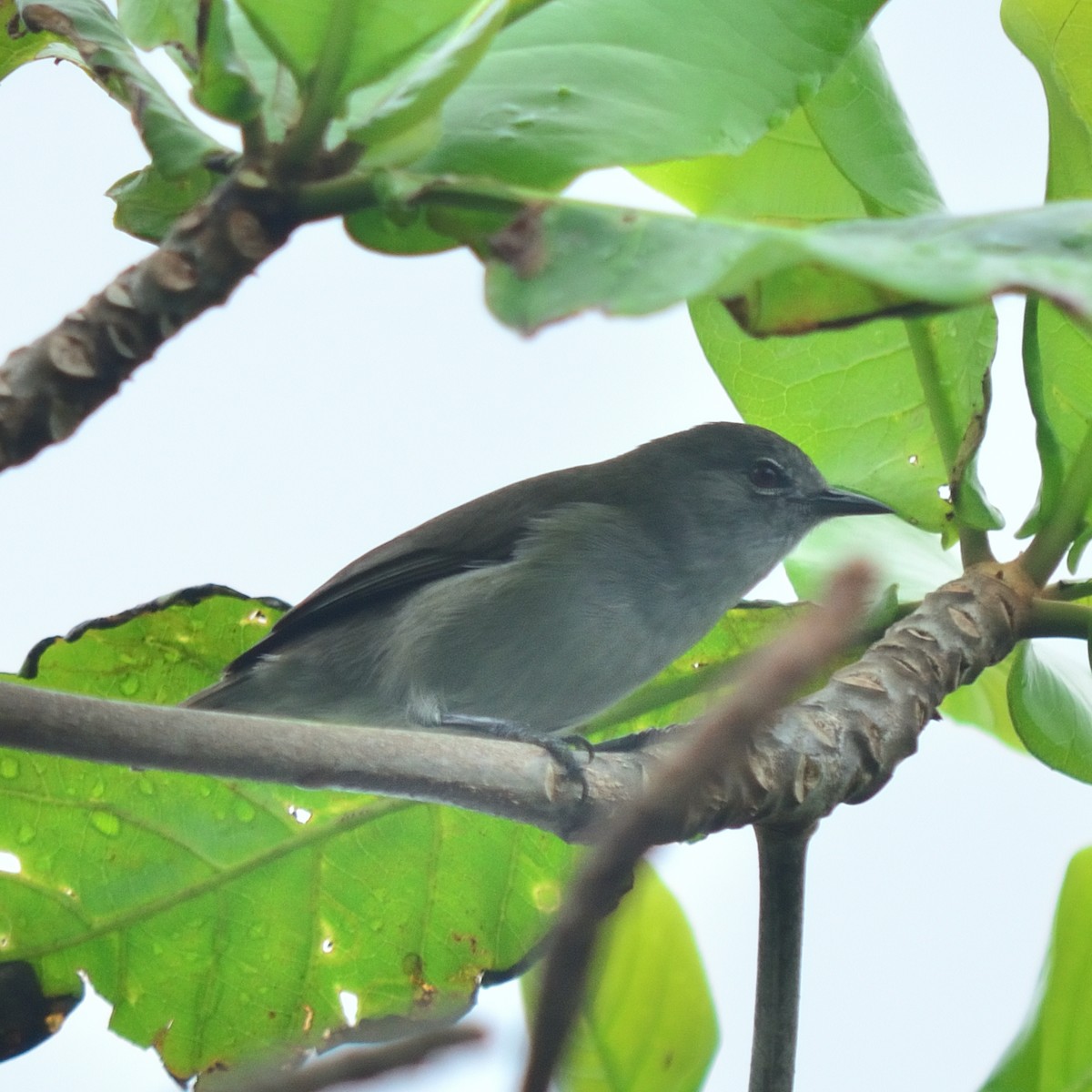 Zostérops gris-brun - ML626221556