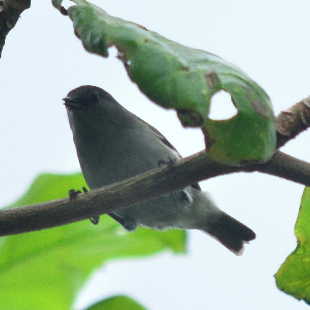 Zostérops gris-brun - ML626221557