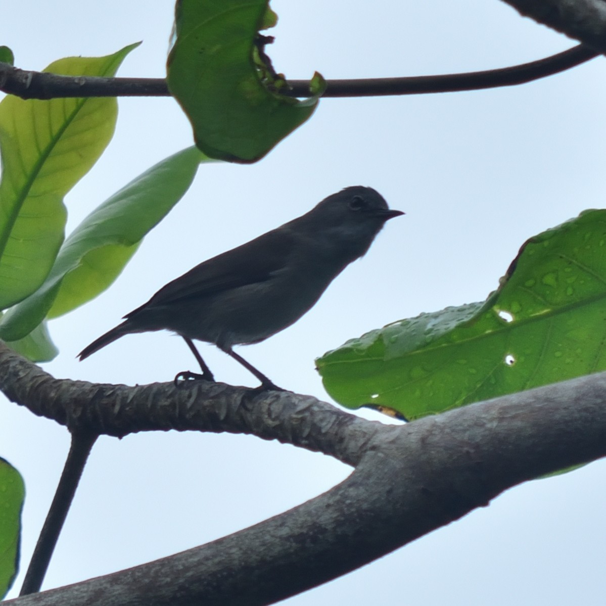 Pohnpei White-eye - ML626221558