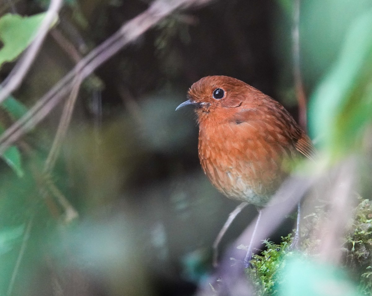 Oxapampa Antpitta - ML626221591