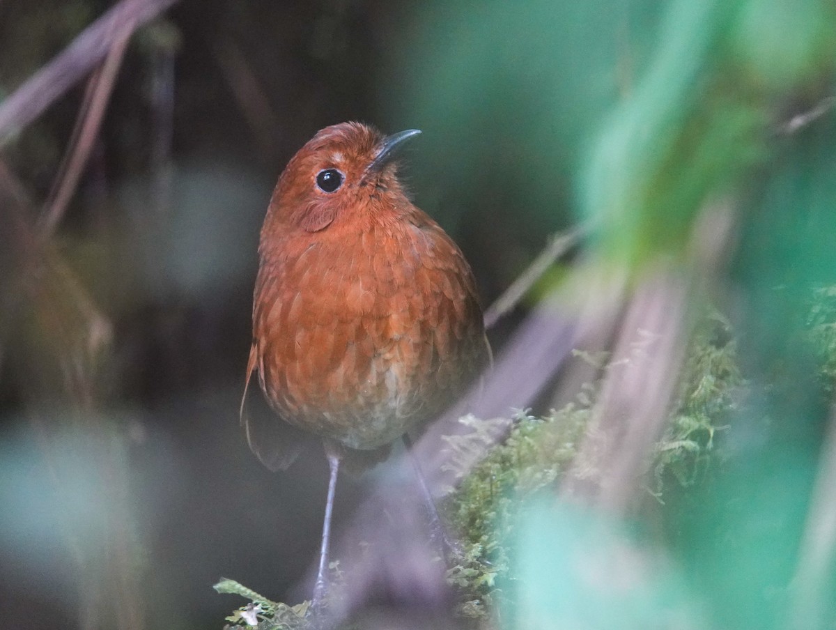 Oxapampa Antpitta - ML626221592