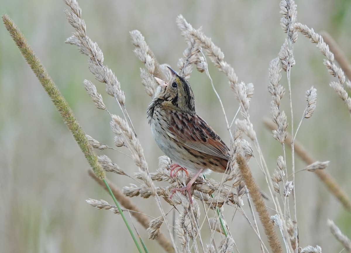 Henslow's Sparrow - Bert Harris
