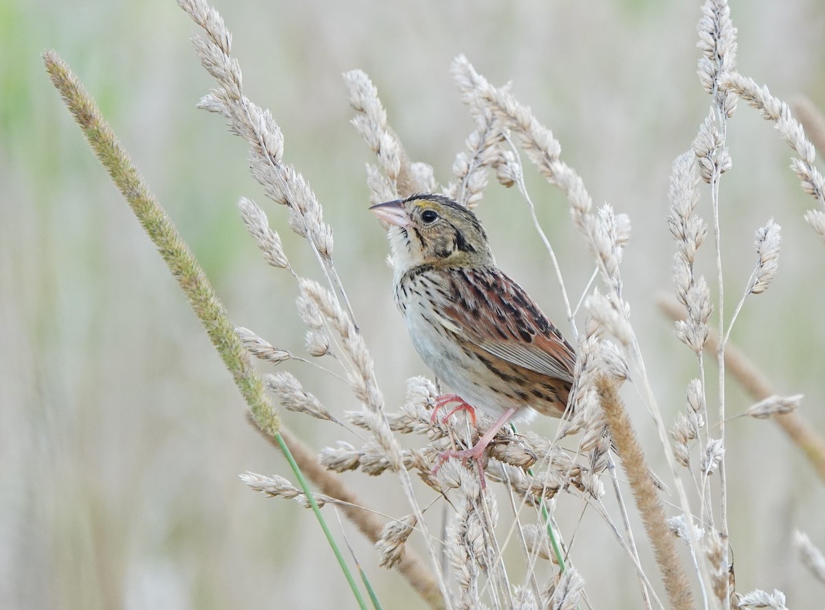 Henslow's Sparrow - Bert Harris