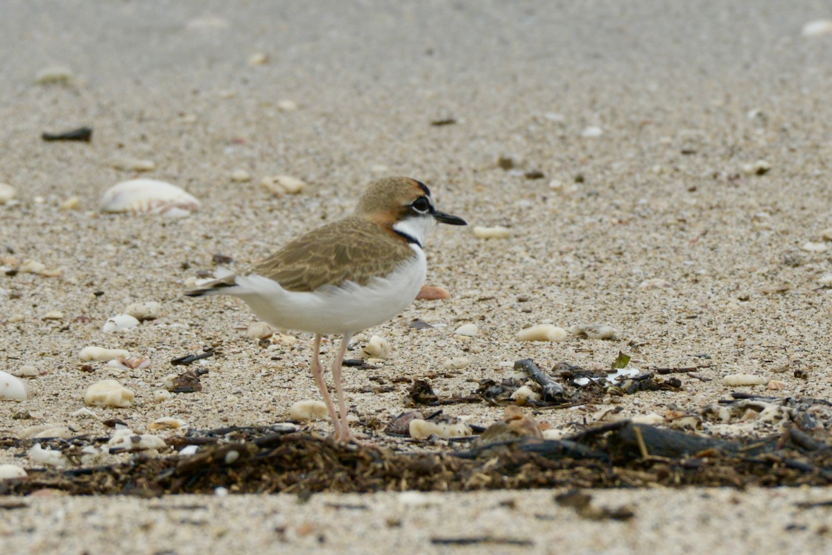 Collared Plover - ML626221748