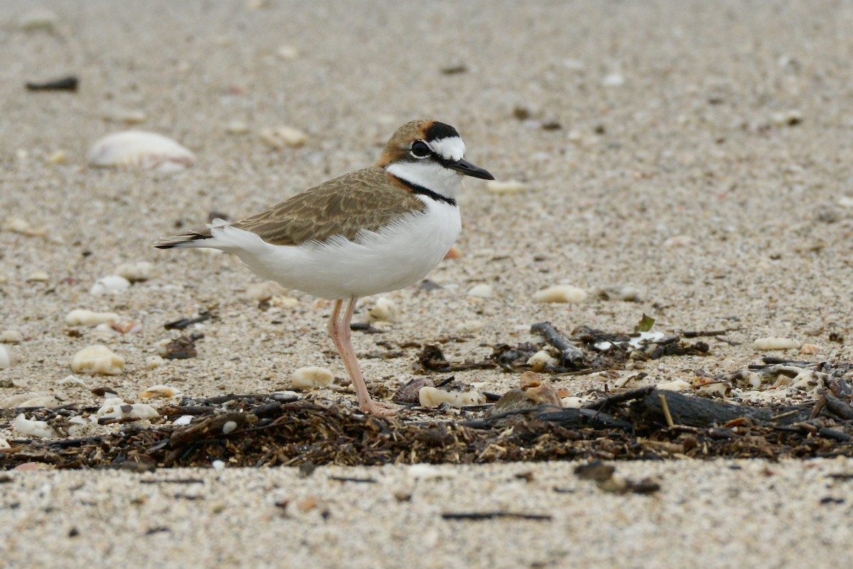 Collared Plover - ML626221749