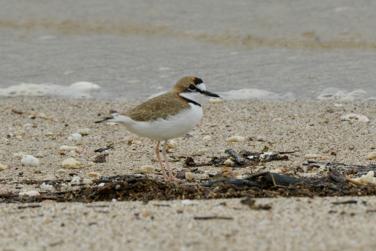 Collared Plover - ML626221750
