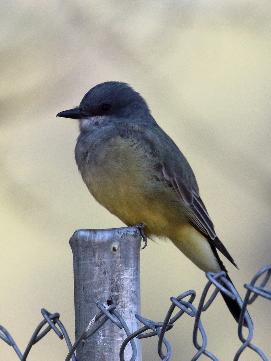 Cassin's Kingbird - ML626221755