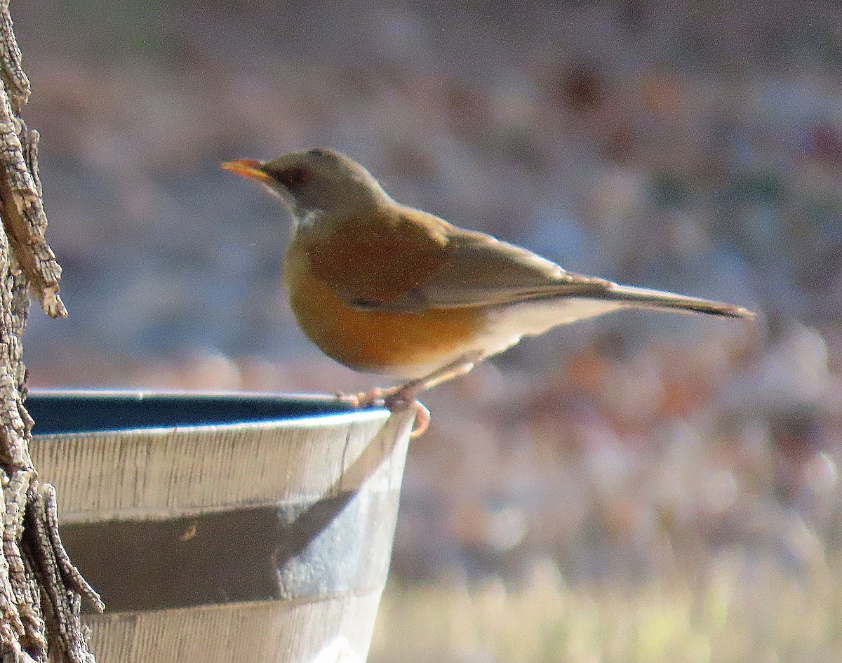 Rufous-backed Robin - ML626221813