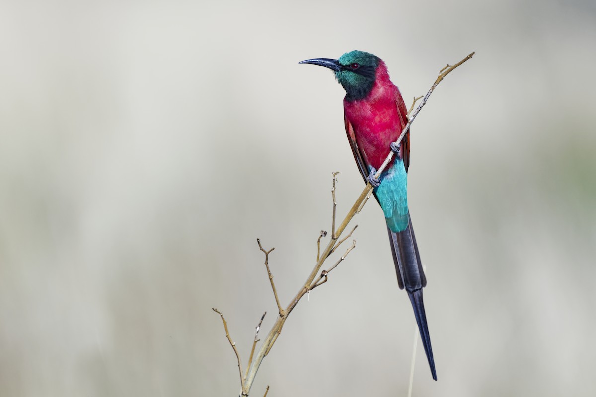 Northern Carmine Bee-eater - ML626221837