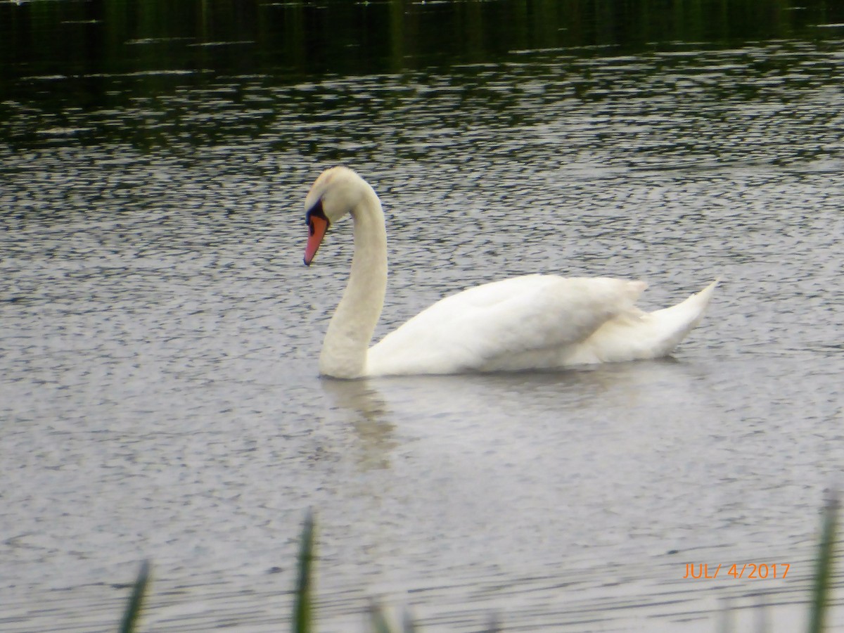 Mute Swan - ML62622191