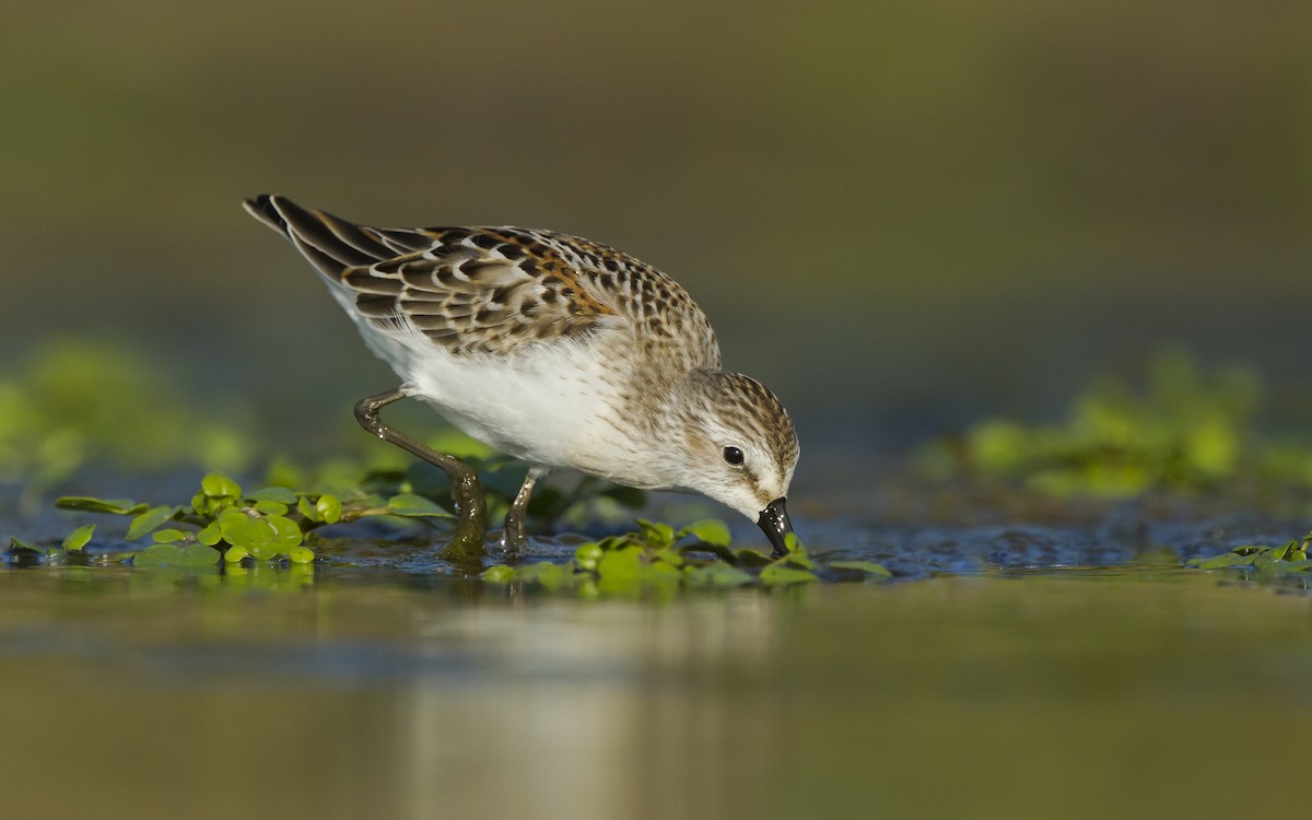 Bergstrandläufer - ML626221916