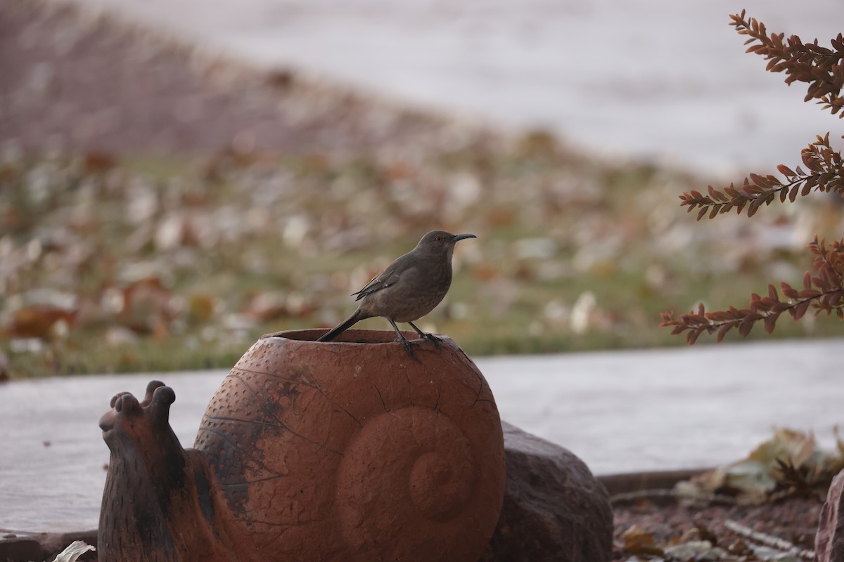 Curve-billed Thrasher - ML626221921