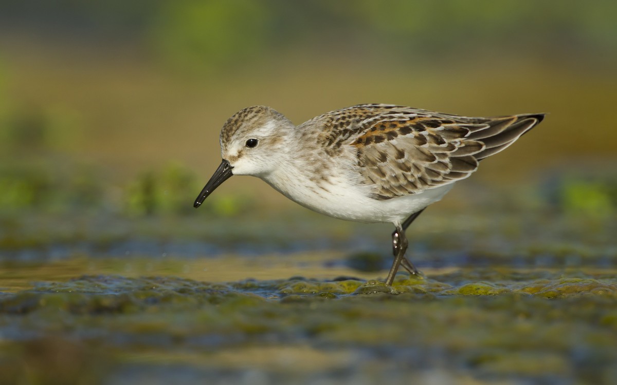 Bergstrandläufer - ML626221926