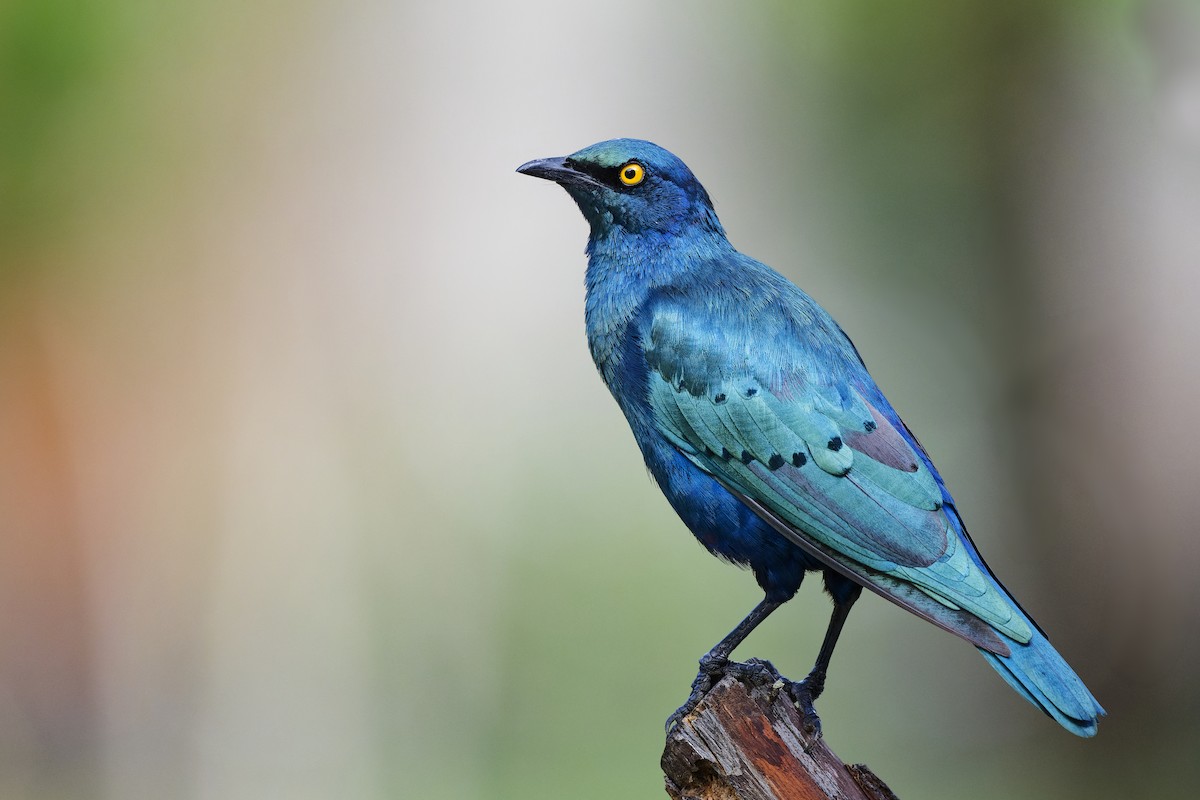 Greater Blue-eared Starling - ML626221967