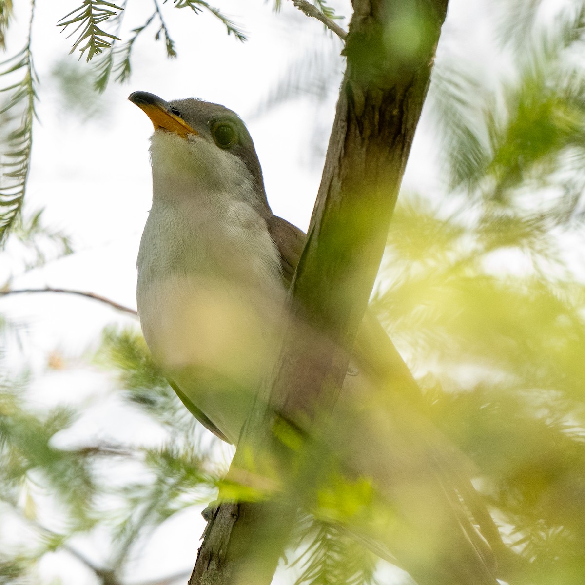Yellow-billed Cuckoo - Anthony Batista