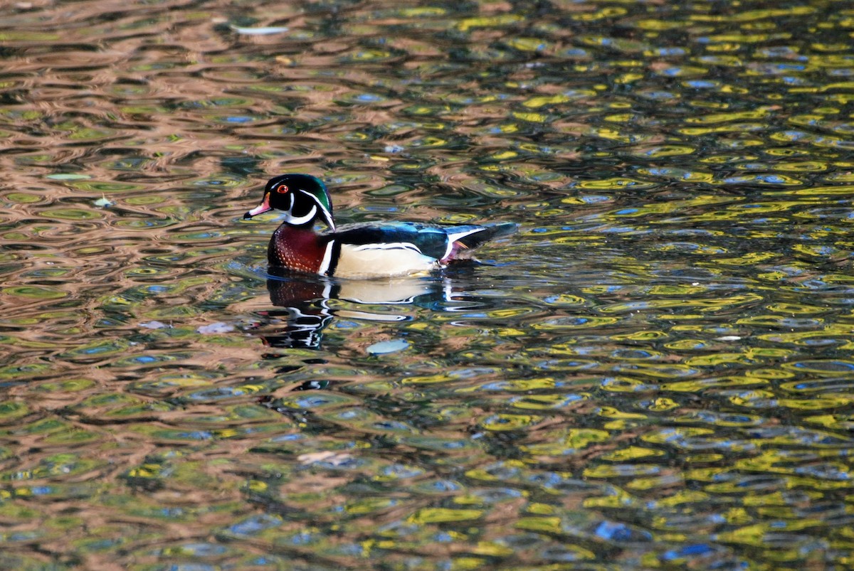 Wood Duck - ML626222656