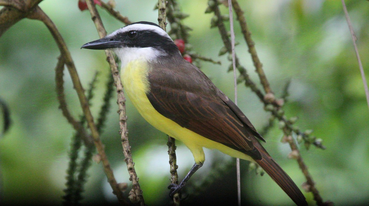 Great Kiskadee - ML626222794
