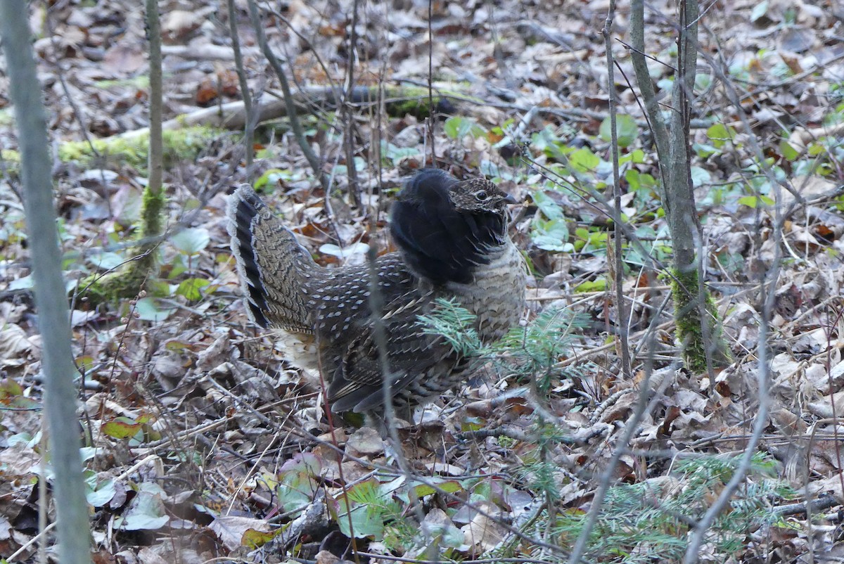 jeřábek kanadský - ML626222823