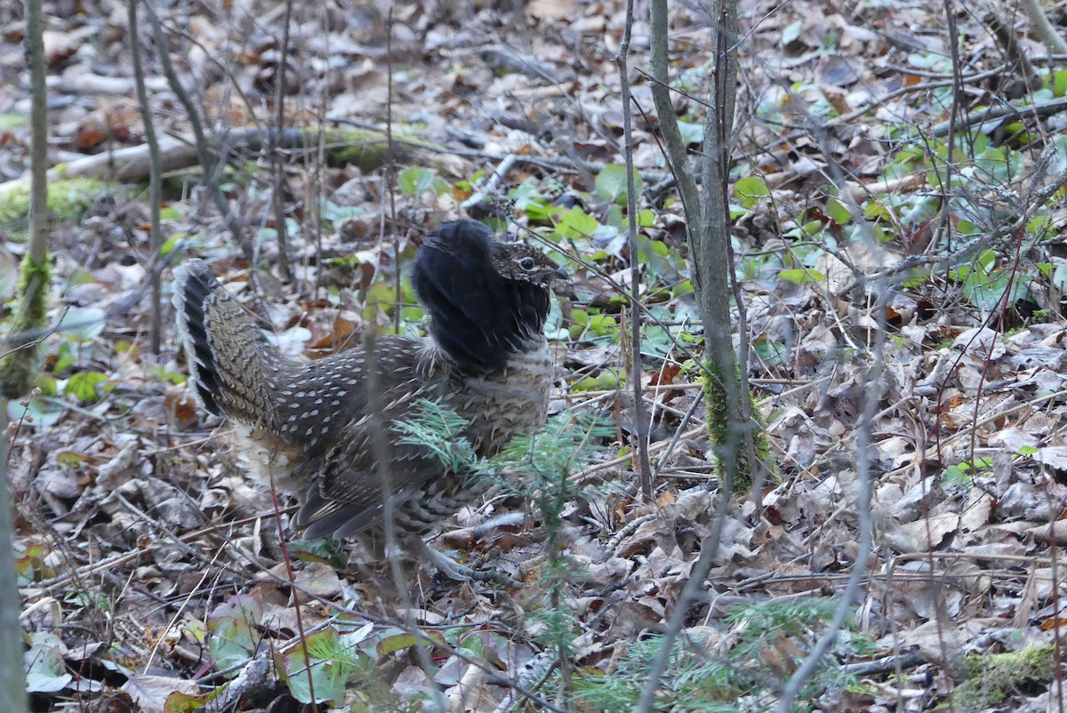 jeřábek kanadský - ML626222890