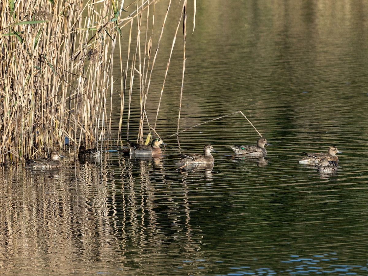 Baikal Teal - ML626222924