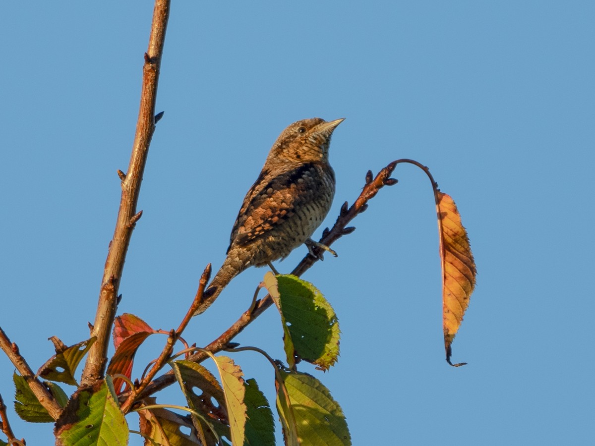 Eurasian Wryneck - ML626222935