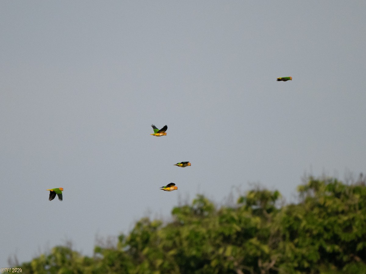 White-bellied Parrot - ML626222952