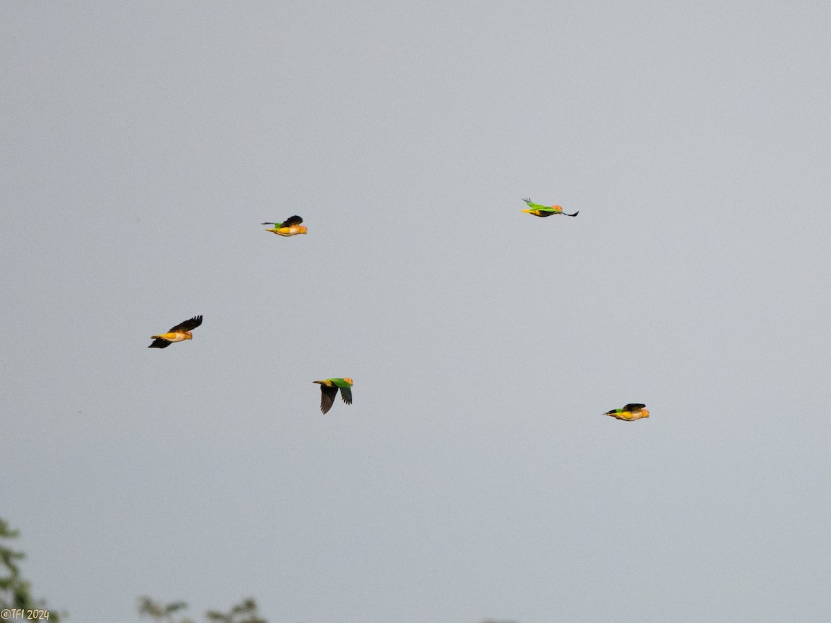 White-bellied Parrot - ML626222953