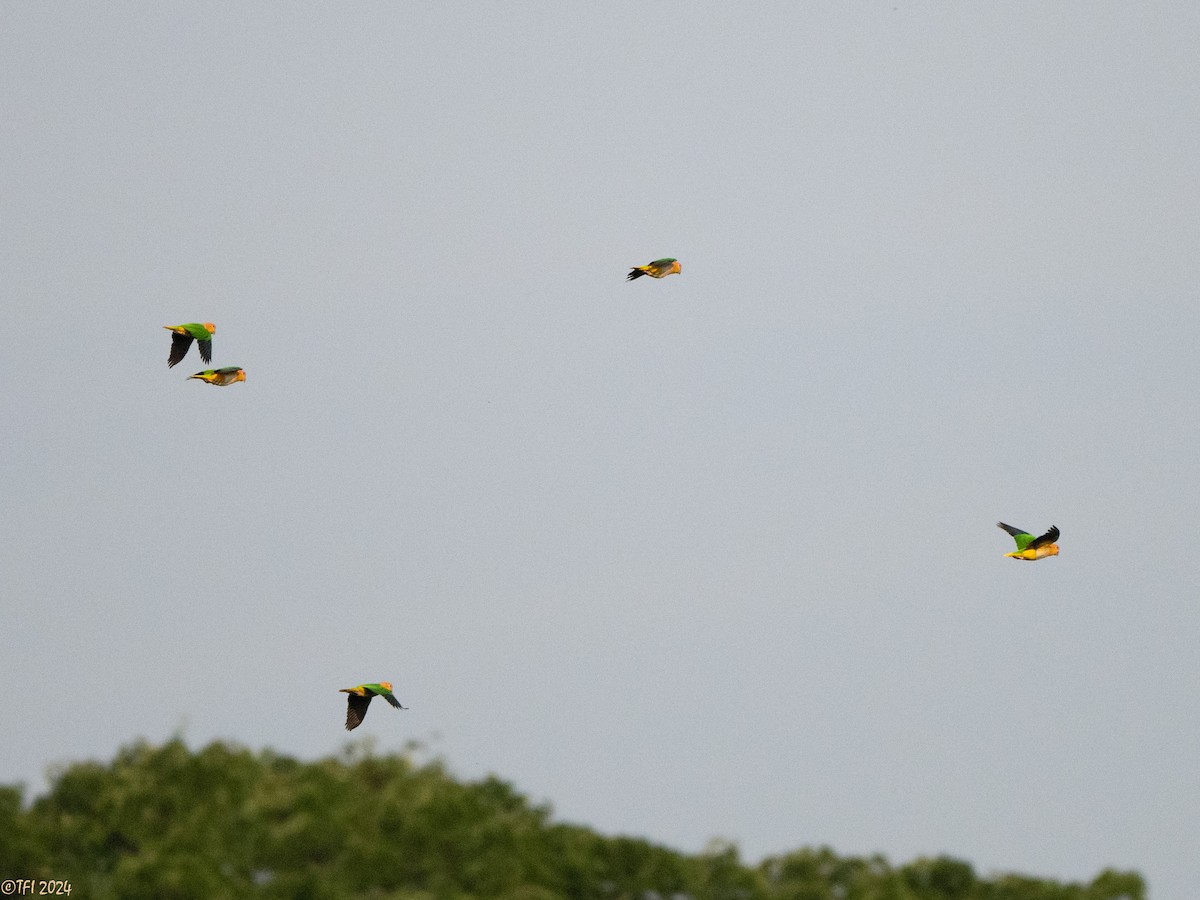 White-bellied Parrot - ML626222956