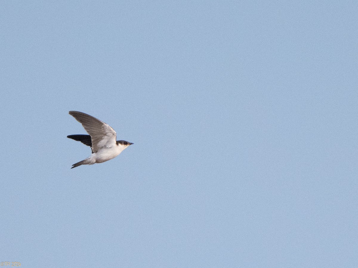 White-winged Swallow - ML626222990