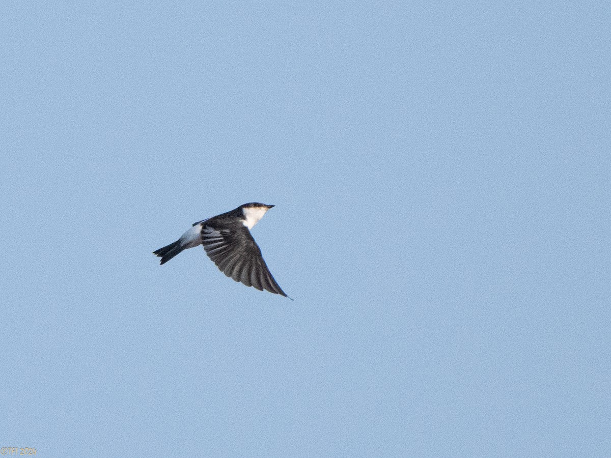 White-winged Swallow - ML626222991