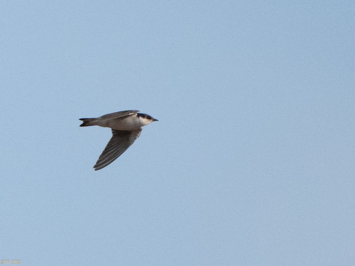 White-winged Swallow - ML626222993