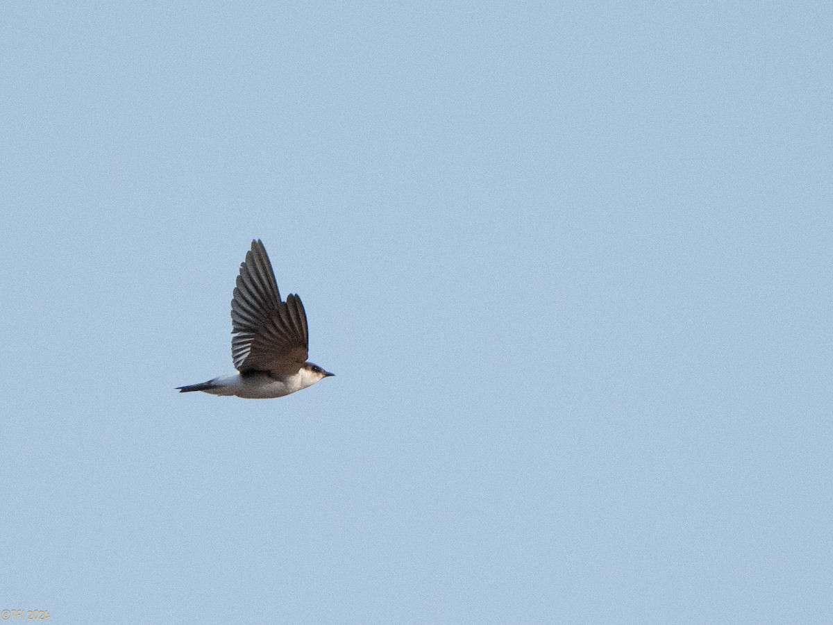 White-winged Swallow - ML626222996