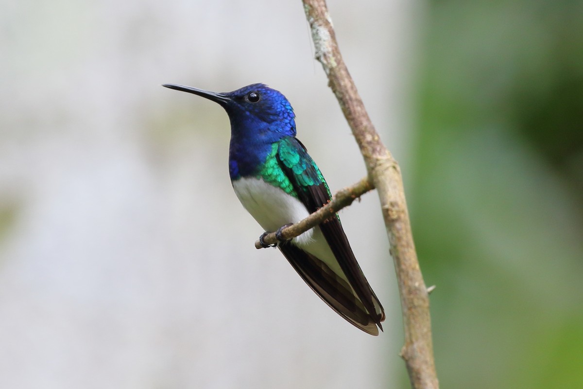 White-necked Jacobin - ML626223022