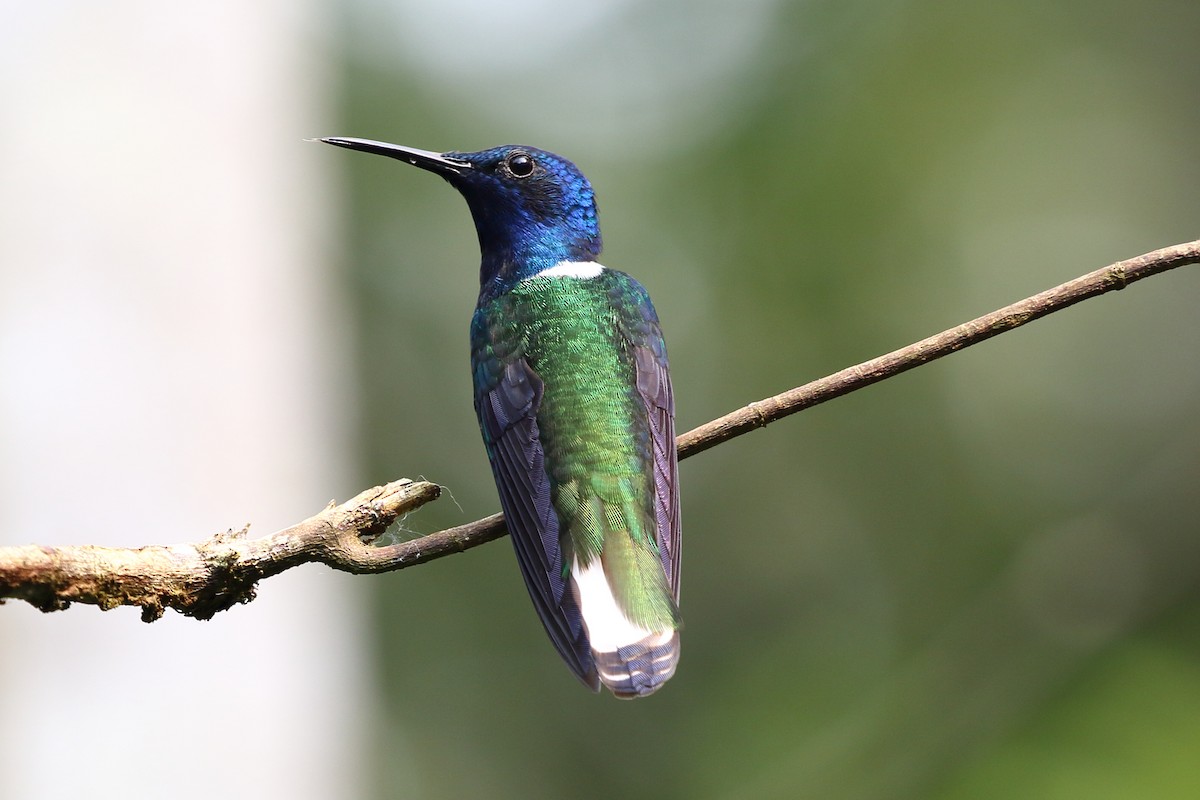 White-necked Jacobin - ML626223023