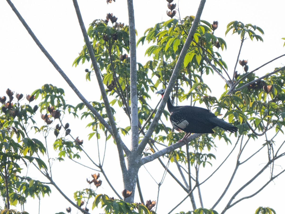 Red-throated Piping-Guan - ML626223032