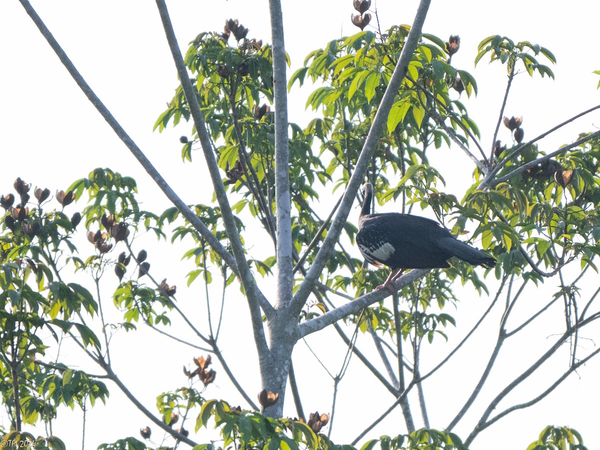 Red-throated Piping-Guan - ML626223033