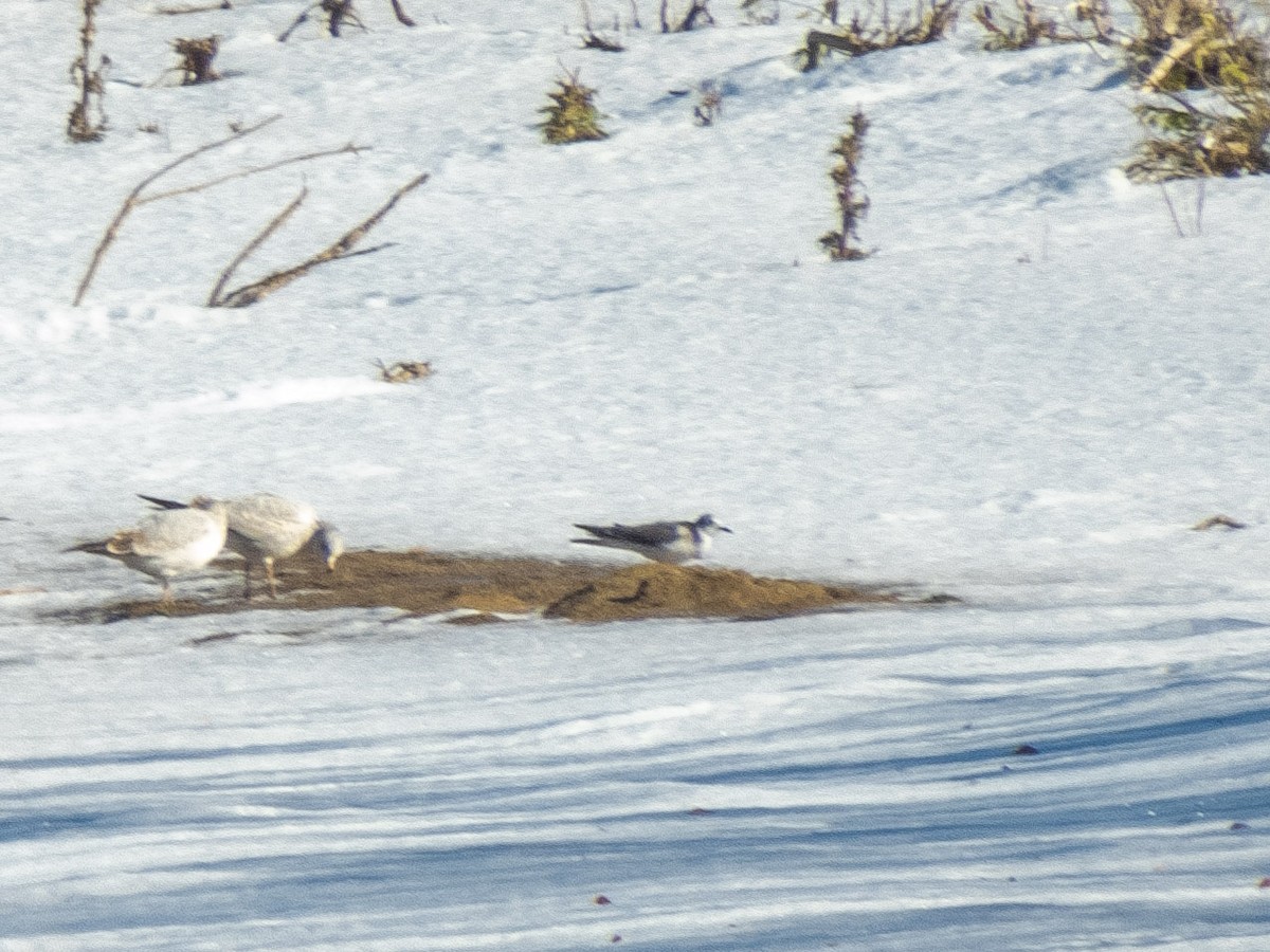 Sabine's Gull - ML626223058