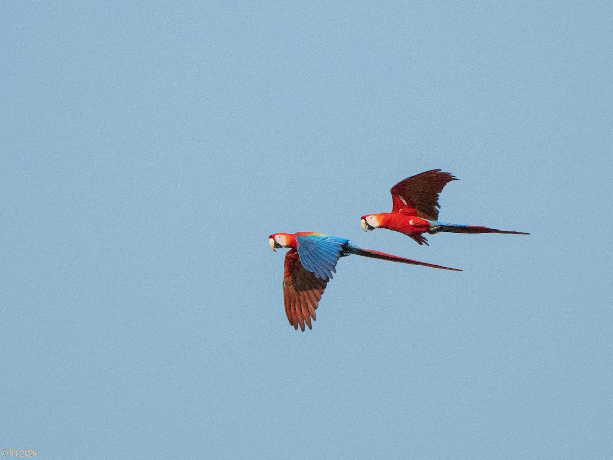Scarlet Macaw - ML626223208