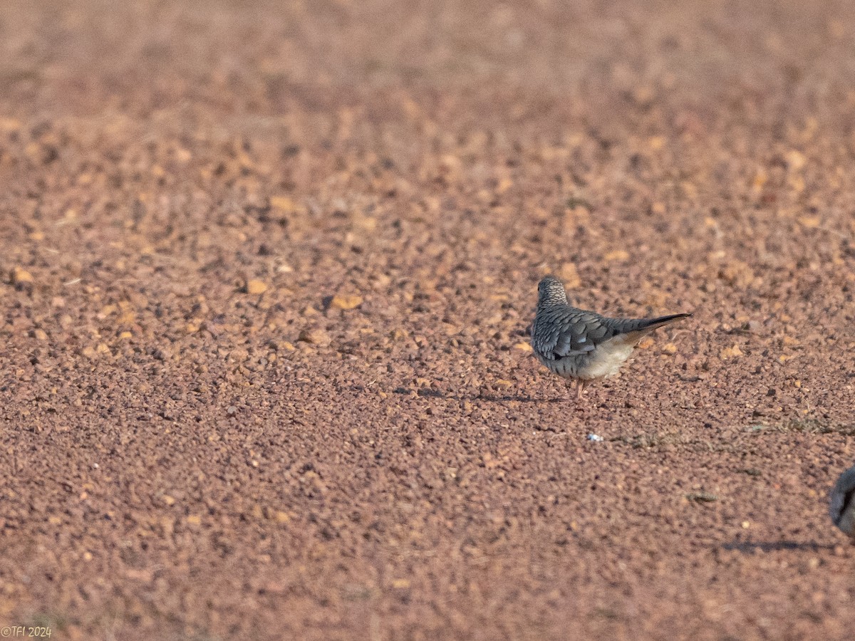 Scaled Dove - ML626223214